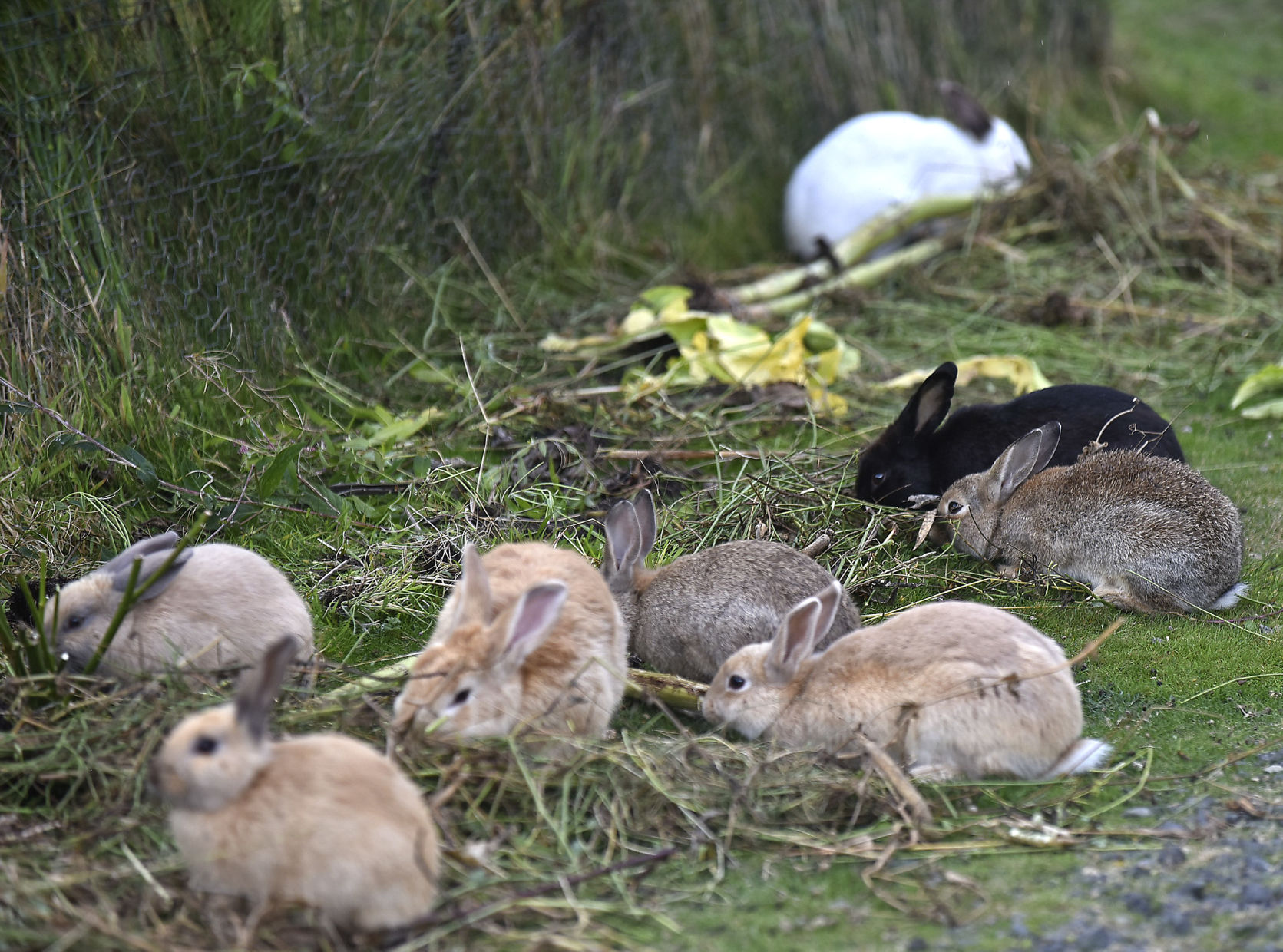 0914 DA bunnies1.jpg
